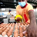 Isu Telur Kenapa Kerajaan Tak Tekan Taikun Telur Berjenama Atau Henti Eksport Berlebihan