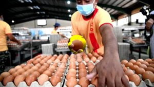 Isu Telur - Kenapa Kerajaan Tak Tekan Taikun Telur Berjenama? Atau Henti Eksport Berlebihan?