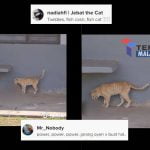 Si Kucing Oren Ini Makan Sesuatu Telah Mencuri Tumpuan Netizen
