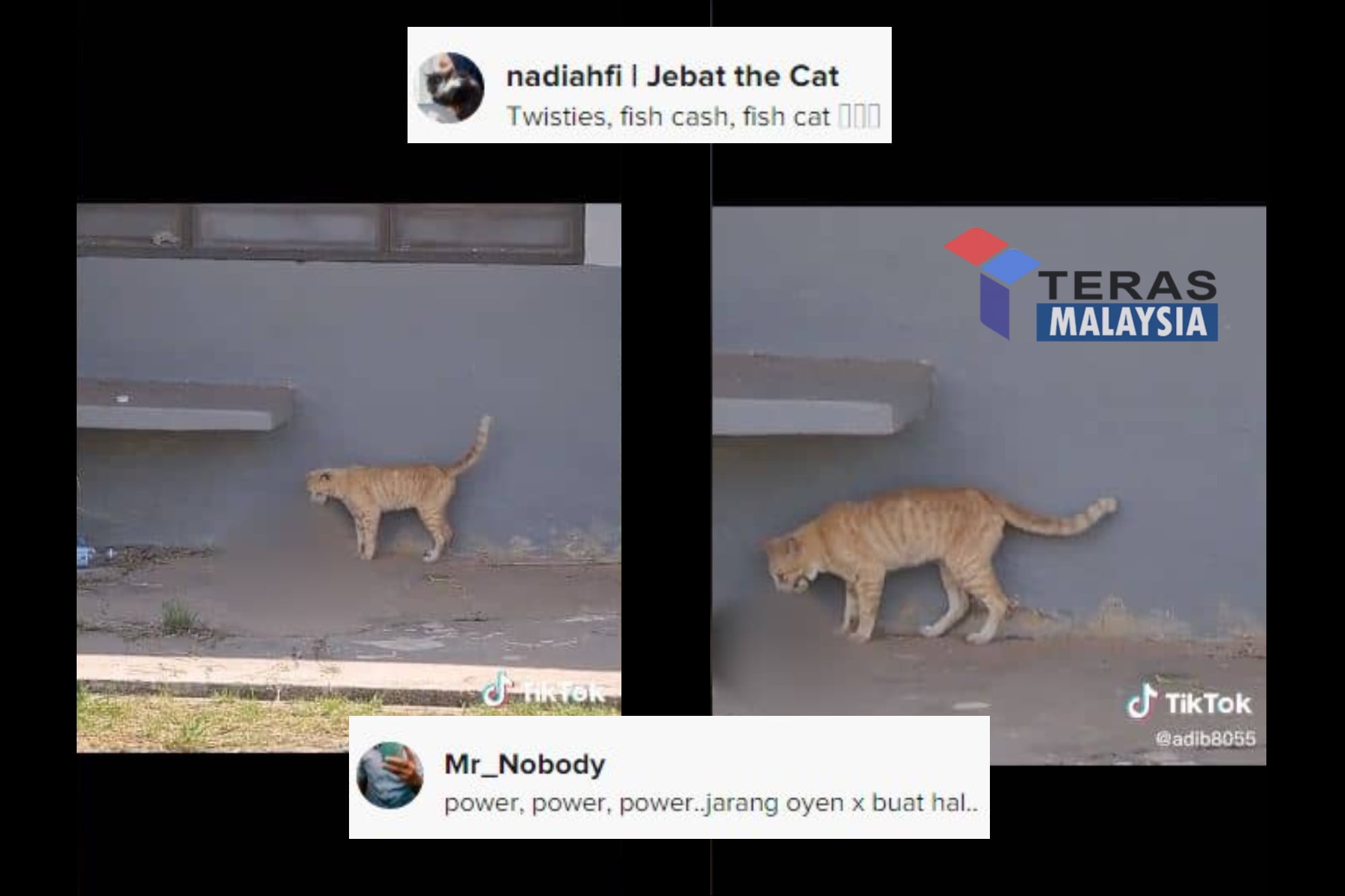 Si Kucing Oren Ini Makan Sesuatu Telah Mencuri Tumpuan Netizen
